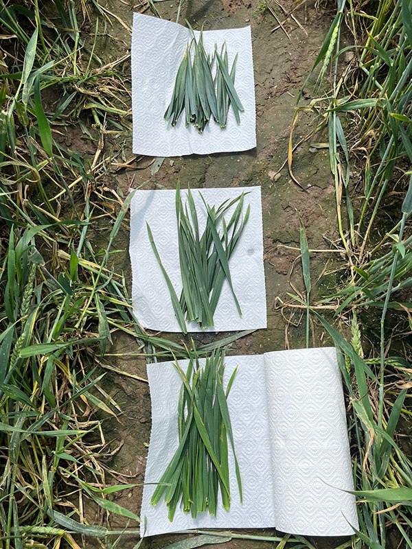 Hvedeblade der ligger på tre stykker køkkenrulle